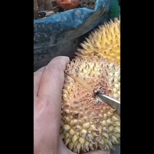 Bibit Durian Lay Super