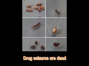 【100% effective】bed bug killer spray bed bugs spray bugs killer bedbugs killer bed bugs repellent bed bugs killer powerful spray anti bed bug 除螨喷雾剂 臭虫喷雾