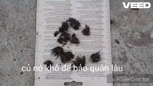 Củ mẹ hoa hồng mao lương ( 5 màu - Khách tùy chọn ) - Hoa siêu đẹp