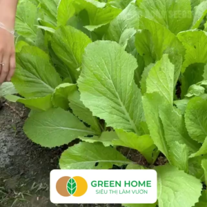 Hạt Giống Cải Bẹ Xanh Mỡ Greenhome Gói 20g~2000 hạt Dễ Trồng Quanh Năm Nảy Mầm Cao Thu Hoạch Nhanh Năng Suất Cao R04
