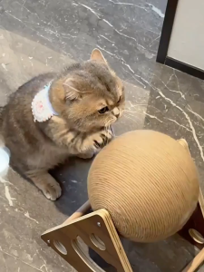 Cat Scratcher Ball Cat Toys Sisal Ball Cute Wear-resistant Cat Scratch Board Self Entertaining Toy