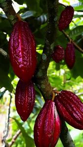 Native Smoothing Mask Peptide Cocoa Pori Mengecil Kulit Cerah Lembap Sehalus Sutra