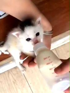1 Set Dot Anak Kucing Botol Dot Kucing Baru Lahir Dot Anjing