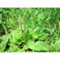 Tanaman Daun Ki urat Daun Sendok Obat herbal alami300gr. 