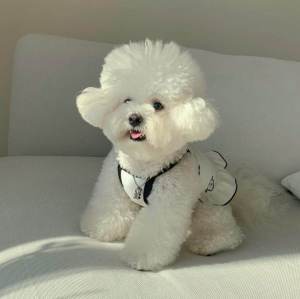 Váy Đeo Cổ Cho Chó Teddy Bichon Pomeranian Yorkie Maltese Quần Áo Nhỏ Cho Chó Mèo Pet Princess Dress Vest