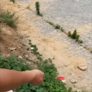 Thuốc diệt cây to cây tre già Bụi Rậm Cây Dây Leo Chỉ Việc Rắc Không Cần Chặt (Phiên bản mạnh mẽ)