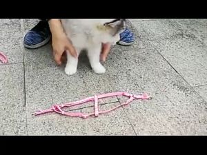 Pet Dog Cat Adjustable Leash: The Ultimate Guide