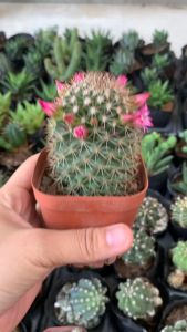 XƯƠNG RỒNG MAMI  KT 10-12cm- xuất xứ Đà Lạt khoẻ đẹpLỖI 1 ĐỔI 1