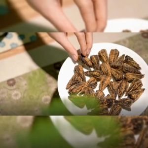 ชาดอกไม้บานชาอัดก้อน Flower Tea ชาผูเออร์ ชาออแกนิค 100% ชา":