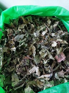 50 gram daun keji beling kering