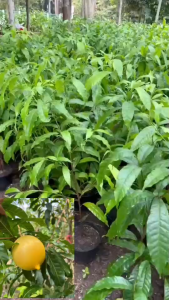 ต้นอะบิวใต้หวัน ตงมี่เพาะเมล็ดกระถาง 11 นิ้ว