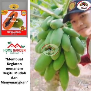 Benih Bibit Buah Pepaya Madu Super Manis California isi 5 Biji
