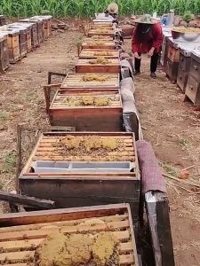 Smoker panen madu apis cerana apis melifera alat smoker mesin smoker asap lebah bee smoker original