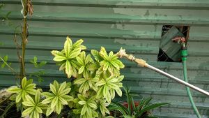 Béc phun béc tưới cây 5 lỗ kiểu cong dùng cho bình bơm điện máy bơm mini