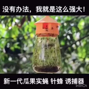 Fruit fly trap melon fruit fly trap orchard vegetable field kill fruit fly needle bee orange small fruit fly attractant