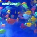 Kandila Lampu Glofish GLO 300 lampu view ikan glo fish glowfish. 