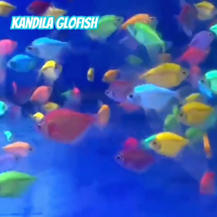 Kandila Lampu Glofish GLO 300 lampu view ikan glo fish glowfish