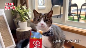 COMBO 50 THANH SÚP THƯỞNG CIAO MIX VỊ