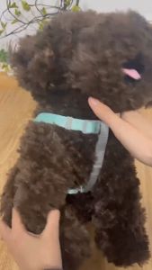 Đai yếm ngực cho Chó Mèo màu sắc macaron (không kèm dây dắt) mẫu mới - Hara Pet Store