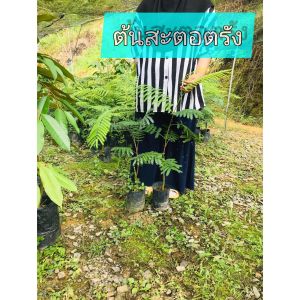 สะตอตรังพันธ์เตี้ย+ติดตาฝักสวย