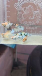 อาหารปลา อุปกรณ์ตกแต่งตู้ปลา น้อง RH ญ ตาเพชร เป็น🐠เนื้อขาว อายุ 1.5-2 เดือน ความยาว 2 cm. พี่ๆสนใจทักสอบถามก่อนได้เลยครับ