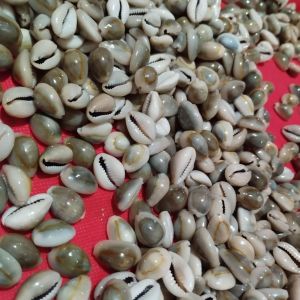 Biji congklak kerang asli kuwuk abu isi 100 pcs