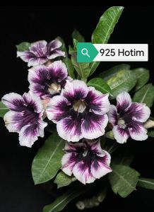 Adenium Obesum Bonsai ID 925 Hotim 富贵花