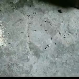 Insecticide for Killing Ant Home Exterminate Ants Baits Indoor and Outdoor Ant Killing Garden Reddish Yellow Black Ant Powder Full Nest End