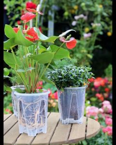 CHẬU NHỰA TRONG SUỐT TRỒNG CÂY TRỒNG HOA 16CM (KHÔNG KÈM DĨA) - UNIGREEN HOME&GARDEN