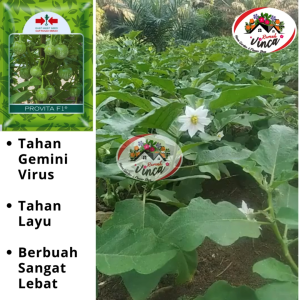 Benih Bibit Biji Terong Bulat Lalap PROVITA F1 400 Butir dari Cap panah Merah