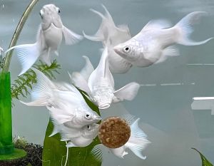 Platinum Balloon Lyretail Molly/Ornamental fish/Freshwater/Readystock