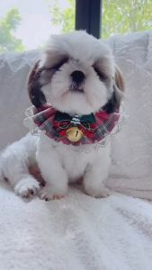 ชุดคริสต์มาสหมาแมว ชุดคริสต์มาสหมาใหญ่ ใส่ได้ แบบปลอกคอChristmas กระดิ่งสีทองใหญ่สวยมาก งานตัดเย็บอย่างดี