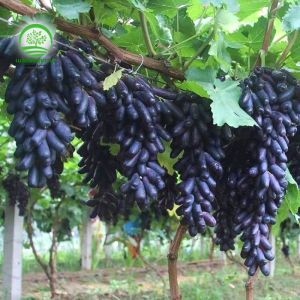 ซึ่งมีคุณภาพสูง❤ ต้นองู่พันธุ์นิ้วแม่มด ลูกยาวไร้เมล็ด หวานกรอบอร่อย หาทานยาก ลักษณะลูกยาวคล้ายนิ้วมือ ไร้เมล็ด ลูกส