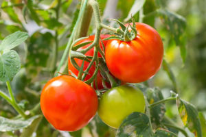 Hạt Giống Cà Chua Quả To Ngon Dễ Trồng - h2t farm