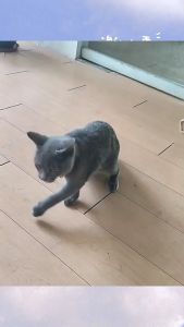Cần Câu Cho Mèo Tua Rua Hồng Đáng Yêu