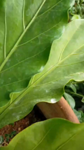 Dompet Lipat Pria Korea Murah Kulit Cokelat Korea Fashion WA1217B7 Keren Remaja Azmon