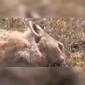 Thuốc Diệt Chuột 50g - Hiệu quả với chuột kháng thuốc Dùng ngay không cần mồi