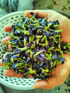 1 KG HOA ĐẬU BIẾC KHÔ