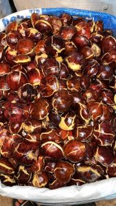 jengkol tua per 1kg murah