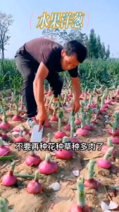 [ HARGA PROMO ] benih bawang bombai merah import benih bawang bombai original kemasan pabrik