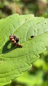 แอมพารา ขนาด 100 กรัม สไปนีโทแรม 25 %  เอ็กซอล กำจัดหนอนกระทู้ข้าวโพด หนอนดื้อยา หนอนใยผัก เพลี้ยไฟ สูตรเย็น ฉีดผ่าดอกได้ ตายใน 6-24 ชม. - Lazada