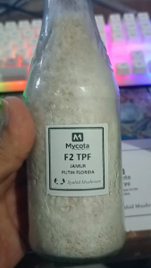 Mycota Bibit F2 Jamur  Tiram putih Media Jagung Giling anti kontam Harga Terjangkau berat 500 gr