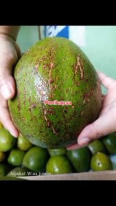 Bibit Alpukat WINA Asli Tanaman Buah Hasil Okulasi Super Genjah