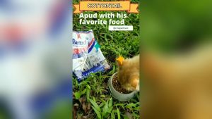 Makanan Kucing Premium BEAUTY 800gr Premium Cat Food Repack 800 gram