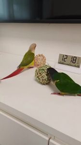 1PC Parrot Chew Toys Bird Toys for Large Birds Rattan Wicker Balls Parakeet Chewing Toys for Budgies Conures Hamsters Bunny Toy