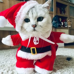 Cute Cat Costume For Christmas Santa Claus Cosplay Pet Dress up For Small Medium Dogs Cats Festival Funny Party Sphynx Jumpsuit