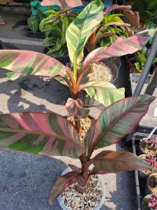 Pohon Pisang Musa Pink Nono Varigata Siap Tanam