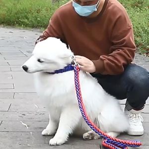 Dây dắt Chó lớn (Không bao gồm vòng cổ & yếm ngực) bằng 8 sợi dây thừng bện chắc chắn (mẫu mới) - Hara Pet Store