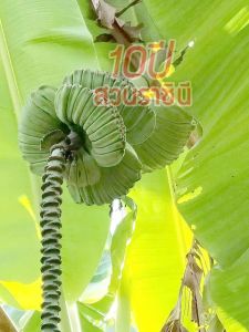 หน่อกล้วยเทพพนม พันธุ์กล้วย ชื่อเป็นมงคล จัดเป็นไม้มงคล ผลเหลี่ยมคล้ายพนมมือ ปลูกขายสร้างรายได้อย่างงาม(1หน่อ)