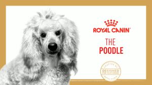 Hạt cho chó Royal Canin Poodle Adult Thức ăn cho chó trưởng thành Poodle 1.5kg Petemo Pet Shop